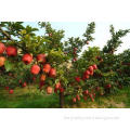 Red Apple Fruit Tree Seeds For Planting-All Types